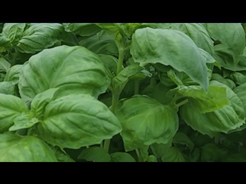 Maldivian Mermaid A Garden of Greens What We Grow